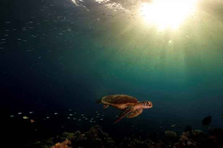 turtle at the great barrier reef 