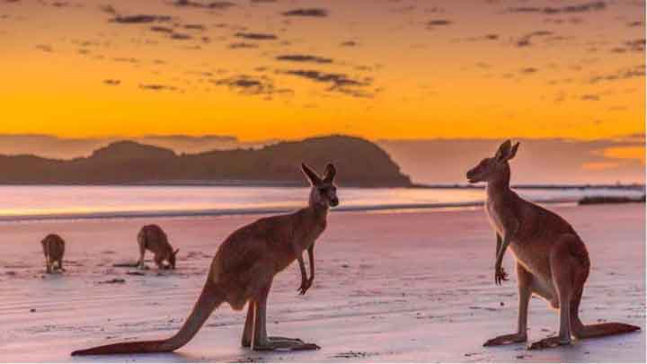 sunrise tour with kangaroos on the beach